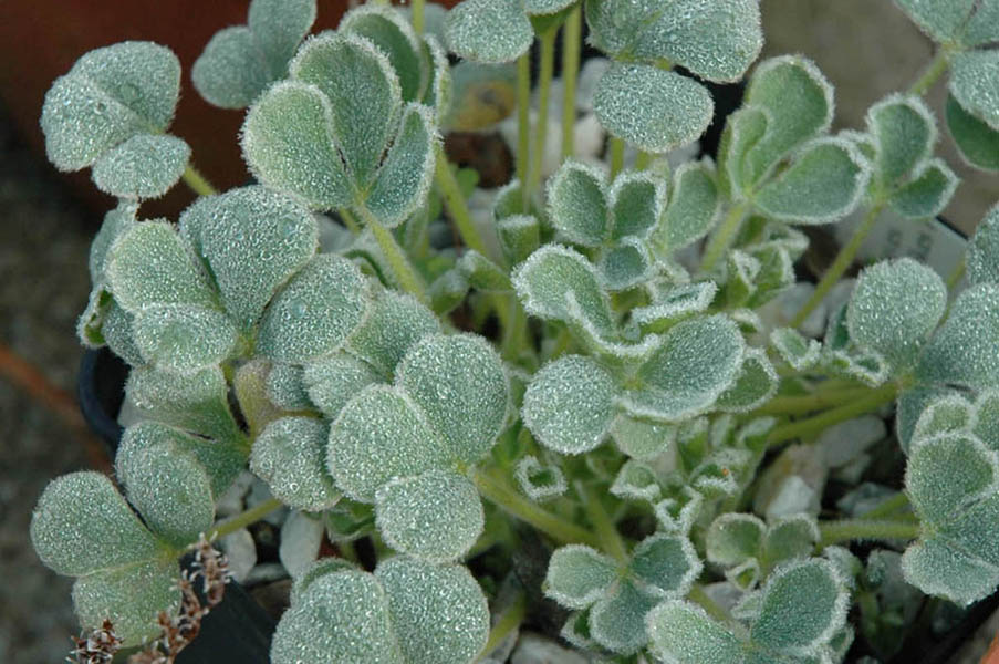 Oxalis purpurea 'Ken Aslett'